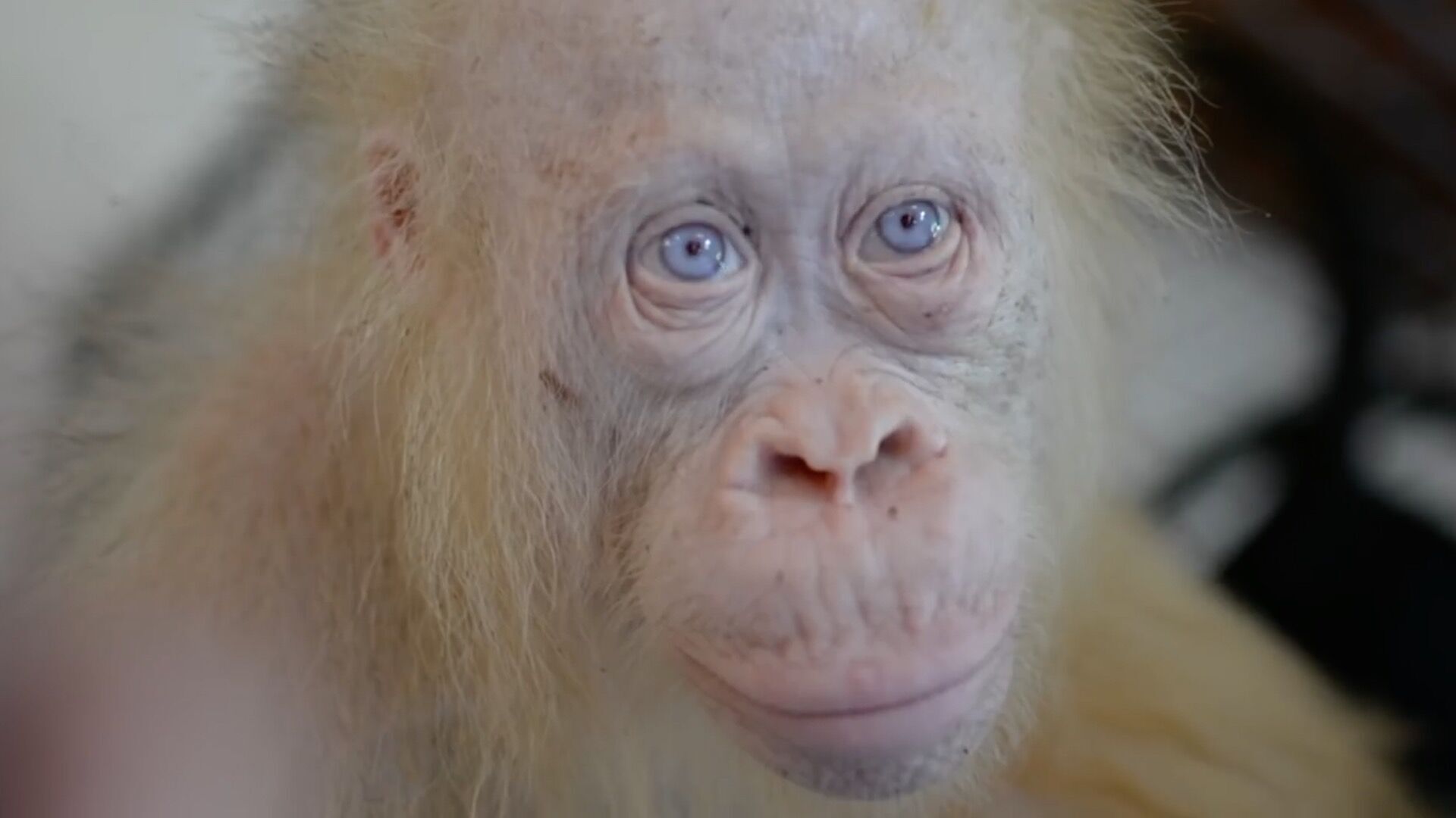 Watch Now: Meet the world's only known albino orangutan, and more of today's top videos